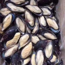 frozen half shell mussel