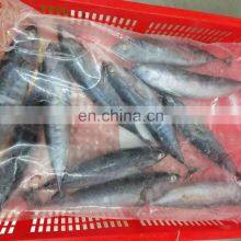 Hot Sale Fresh Frozen Bullet Tuna Bonito Fish for Export thumbnail-5