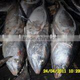 1kg-2kg Frozen Bonito