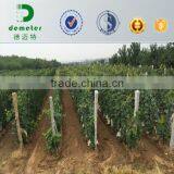 China Made Factory Price Kraft Fruit Growing Paper Bag thumbnail-1