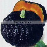 Black Pearl 2 Black Skin High Yield Hybrid f1 Pumpkin Seeds