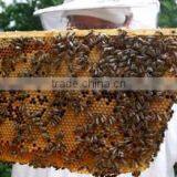 Delicious Honey From Vietnam thumbnail-2