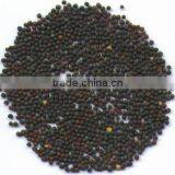 Canola Seeds thumbnail-1
