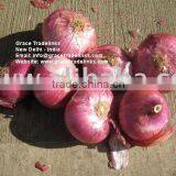 Fresh Red Indian Nashik / Pune Onion FRESH RED ONION FOR GULF / SOUTH EAST ASIAN COUNTRIES thumbnail-1