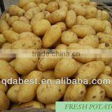 Fresh Holland Potato thumbnail-4