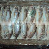 Frozen Silver Croaker thumbnail-6