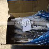 Frozen Pacific Mackerel thumbnail-2