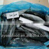 Best Price Seafood Frozen Bonito 300 + thumbnail-1