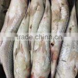Export Vietnam 1-1.5KG Frozen Gullet Mullet Fish thumbnail-3