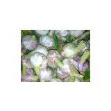 Fresh Garlic thumbnail-2