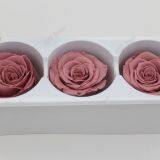 Buy Forever Rose With Best Quality at Lowest Price From Kunming thumbnail-1