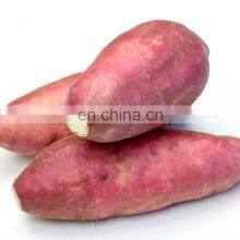 Chinese Yam Fresh Sweet Potato thumbnail-2