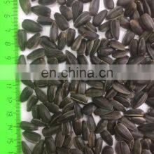 Cheap Sunflowerseed Good Price thumbnail-2