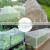 White HDPE Aphid Mosquito Net Fly and Anti Insect Net for Agriculture thumbnail-4