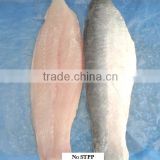 SEMI-TRIMMED PANGASIUS (NO STTP)