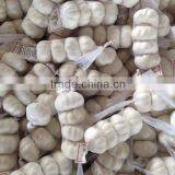 Garlic Type and Liliaceous Vegetabless Product Type Natural Garlic Fresh Garlic thumbnail-2
