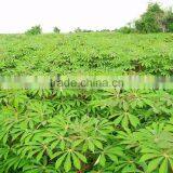Cassava Leaf Grade A With High Quality From Vietnam