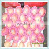 China Red Fresh Big Fuji Apple