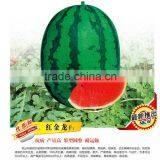 High Yield Chinese Hybrid F1 Sweet Watermelon Seeds For Growing-Red Gold Dragon F1 thumbnail-1