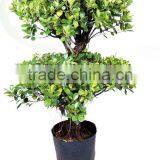 H150-200 two / three layers panda shaped Ficus Microcarpa bonsai