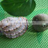 Natural Decotative Semicassis Inornata Seashell for Sale thumbnail-4