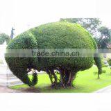Grass Cutter Farm Animal Ornaments thumbnail-1