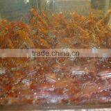 Live Spot Prawn thumbnail-4