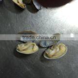 V-packed Cooked Short Clam Necked in Shell thumbnail-6