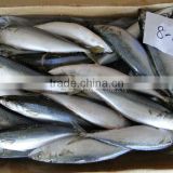 Good Quality Fresh Fish Seafrozen Mackerel thumbnail-1