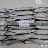 Frozen Fish Frozen Sardine 60--80 thumbnail-1