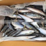 pacific mackerel 250-300g seafrozen 2015