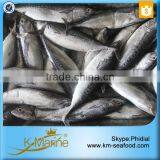 Seafood Frozen Fish Bonito WR With Prices thumbnail-6
