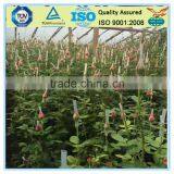 Safeguarded Cheap Rose Flower Bud Netting thumbnail-2