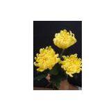 Standard（Yellow） thumbnail-1