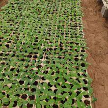 Good Quality High Yield Hybrid F1 Green Cucumber Seeds for Sale thumbnail-3
