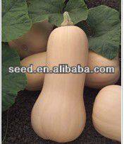 Tough Rind Orange Skin Hybrid Pumpkin Seeds thumbnail-3
