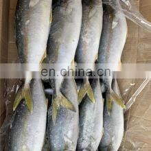 Frozen Yellow Tail Fish Yellowtail Fillet Yellowtail Fish Loin Seriola Quinqueradiata thumbnail-5