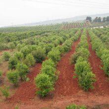 Tea Seed Pellets Extracted From Camellia Seed for Oil thumbnail-2