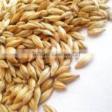 Ukraine Barley ,barley Seeds Animal Seeds Can Makes Animal Grow up Healthy thumbnail-3