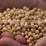 Dried NON GMO Soyabeans