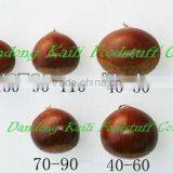 Chinese Chestnut thumbnail-6