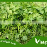 HIGH YIELD AND HIGH QUALITY CELERY SEEDS FOR PLANTING/ AROMATIC PLANTS SEED VGCE01
