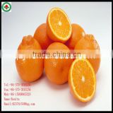 Chinese Mandarin Orange