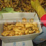 2015 Chinese New Ginger With Best Quality thumbnail-1