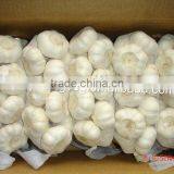 2011new crop fresh chinese pure white garlic