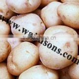 Fresh Potato from India