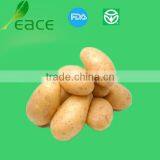 Best Raw Material for Dehydrated Potato Flakes thumbnail-1