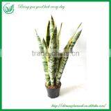 Sansevieria Bonsai for Maket thumbnail-1