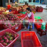 Fresh Dragon Fruit White Flesh Vietnam thumbnail-5