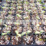 98 Cell, 105 Cell Sprouting Growing Tray Wholesale thumbnail-1
